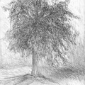 Arbres 06