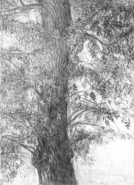 arbres07.jpg